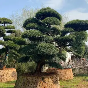 ���������޺��ɳ������ط���ӭ���ɱ����ұ�������ȫ