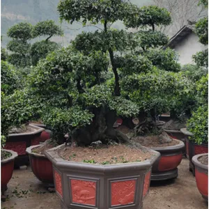 烟台大花盆厂家 烟台批发花盆 烟道超大花盆 烟道大学花盆 烟台玻璃钢花盆 烟台仿石花盆批发