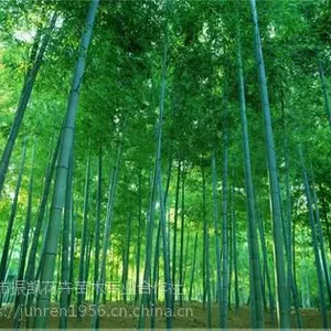 耐寒竹绿化竹苗北方竹子价格报价竹子价格绿篱