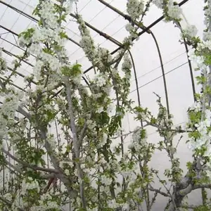 烟台薄膜樱桃温室大棚供应商地址/薄膜双面坡樱桃温室亩产量