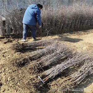 5����ʯ����۸� ����ʯ����ľ ����