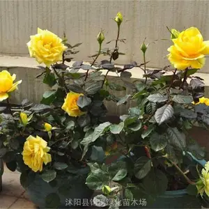 ��������Ǿޱ������ ����һ������Ǿޱ���磨��ɫ������