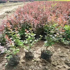 西安苗木基地-绿化技术指导-绿化苗木采购-绿化苗木产地