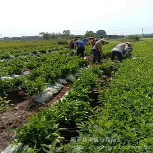 �������鶬�� ���ǽ�ڵ����� ��������ֲ����