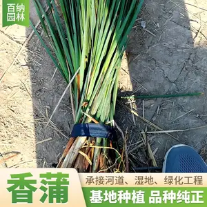 ��Ӧ���� �������� ���ѻ���ֱ�� ������������Ǯһ��