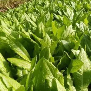 大连青菜供应商