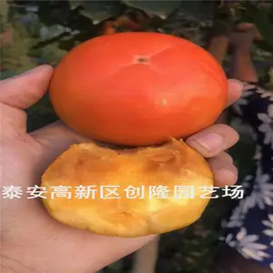 脆甜柿子苗品种介绍,一公分甜柿子树苗价格