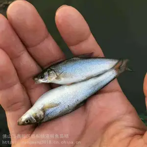 港明水产2-4公分银雪鱼苗出售 鲜活大鳞鲃鱼苗优选价低