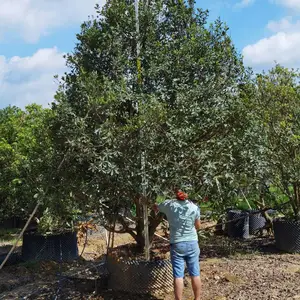 精品全冠移植桂花袋苗 农户全冠移植桂花多杆全冠移植桂花容器苗全冠精品全冠移植皮榕养护
