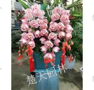 锡山区工厂花卉 欢迎咨询 江阴楚天供应
