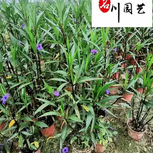 苗圃自产翠芦莉杯苗 紫花卢莉*** 耐高温耐旱好养易活 花海花境花坛布置