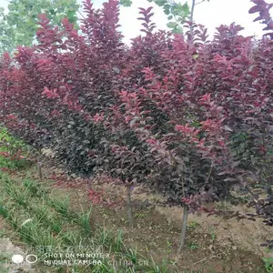 15������Ҷ�� ˧������ ��Ҷ������ũ�� ��Ӧ����