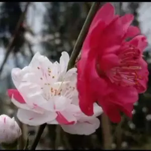 ���Ʒ�ִ�֦�һ� ��֦���� ���괹֦������ ���ط���