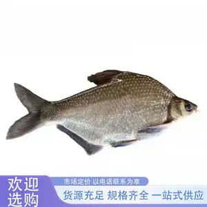 鳊鱼苗 淡水环境 适应力强 提供专业养殖技术 基地直发