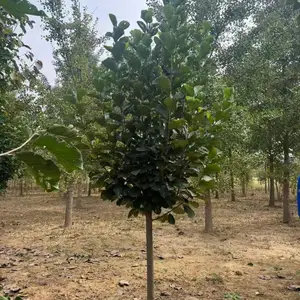 山东聊城冠县白玉兰种植基地批发供应,6公分红玉兰树苗厂家上车价格,玉兰树苗产地供应商报价