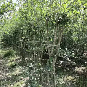�������ź��ĳ��� ������������ �������ź��Ĺ�����