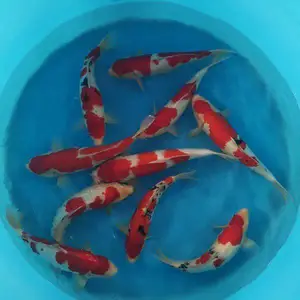 浙江丽水 进口锦鲤鱼苗 锦鲤直销 养殖基地一手鱼 进口血统