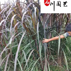 基地出售棕红苔草 花坛花境湿地绿化色块苗 棕红苔草杯苗批发 量大价优