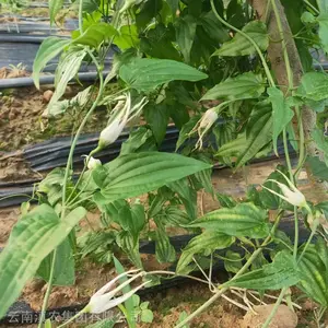 云南百部苗 现货 云南百部种苗供应 基地直供百部种子 百部种植 品质***