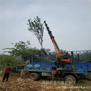 ����Ե �޽�ԭ����÷���籨�� ��÷�����ֲ�� ���۹�Ӧ