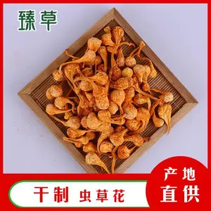 新鲜虫草花虫草花北虫草北虫草煲汤方法产地批发零售臻草菌业