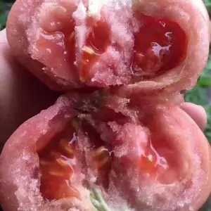 西红柿采摘园怎么样