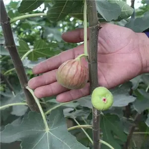 供应无花果苗 波姬红无花果苗 金傲芬无花果苗 芭劳奈无花果苗