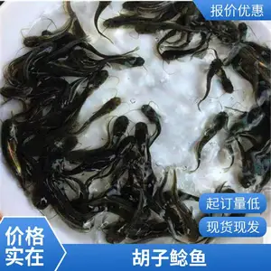 基地供应三黄塘鲺鱼苗 土鲶鱼苗鱼苗全国供应 广东本地塘角鱼苗