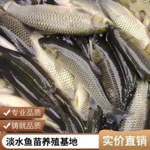 找兴安盟本地草鱼苗鲤鱼鱼苗养殖场供苗