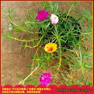 ԰���̻��óɻ�ݻ� �ذ�̫������ֲ���� �˶�����