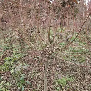 ���ݺ���̻�������ľ���� ����ֱ���ձ���� ������� �й����