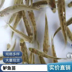 海水鲈鱼苗大量出售 成活*** 病害少 生长速度快 空运全国