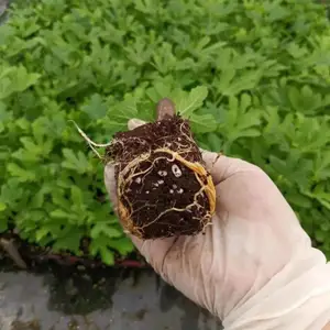 基地出售无花果 专业果树苗培育 果形端正 根系发达园林观赏绿化