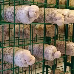 骏朗工厂化杏鲍菇出菇网格架 浸塑食用菌网格架 绿色菌菇网格架可定制