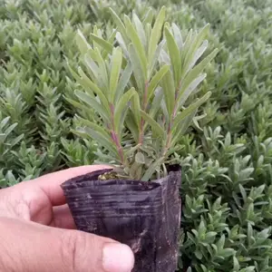 �޸�޹�²���ֲ���� ޹�²���������