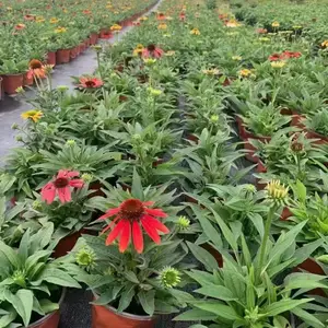 松果菊 成都松果菊基地 松果菊加仑杯图片 四川花境花卉供应商
