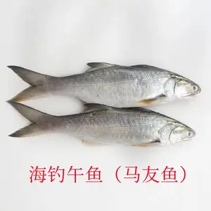 午鱼 海钓午鱼 马友鱼 冷冻午鱼 刺少肉多 肉质鲜嫩