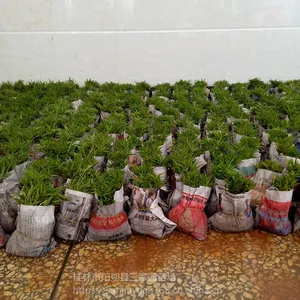 毛桃芽苗桃树苗批发价格