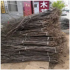 �ӱ���������۸� ����С������������ Ӫ������������