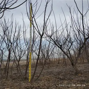 美化缘 观赏花卉抗寒梅果酸甜香馨浓郁 保定梅花
