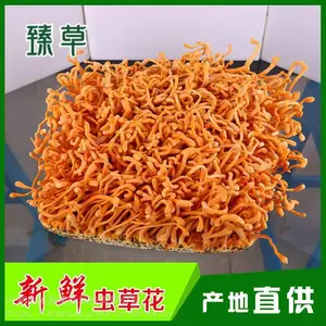 食用北虫草厂家、北虫草产地***鲜品批发