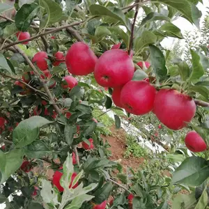 �� �� ˮ�� �� ���г� �� �� �������� â�� ƻ�� �� �㽶