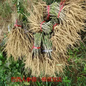 巴西人参 种苗 南美参 中药材 林下种植 批发价