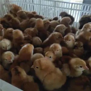 ���︽��������ۺ칫��������������