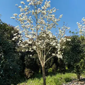 �ɶ���������_�������ֹ������_����Ʒ�������ɶ���ľ_����԰�ճ�