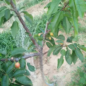 �µ��Ǵ�ӣ������� �µ��Ǵ�ӣ������� �µ��Ǵ�ӣ���缼��