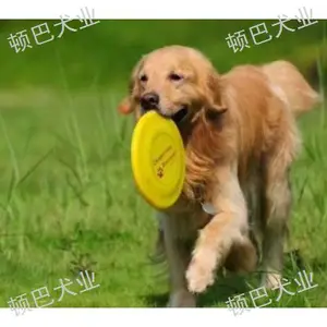 昆明金毛训练电话 客户至上 昆明顿巴训犬训犬师培训供应