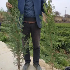 西藏拉萨侧柏价格 拉萨侧柏基地 拉萨侧柏批发出售