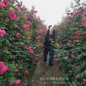 �������ٱ�Ǿޱ-��ľ����-�ٱ��¼�����3����