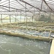 郑州市金水区豫海鱼苗水产养殖部
